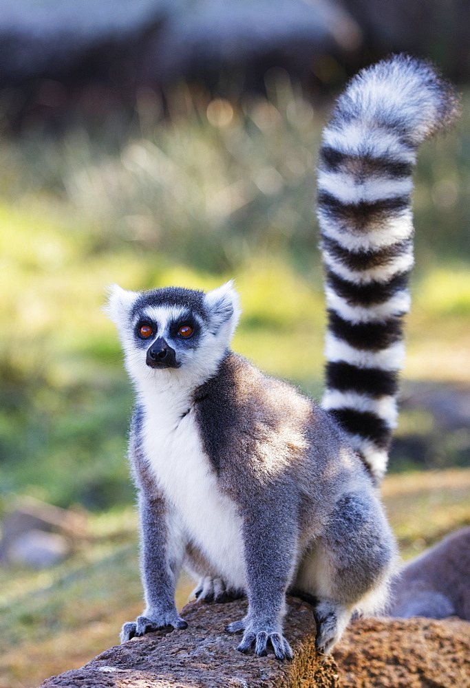 Ring tailed lemurs (Lemur catta), Anja Reserve, Ambalavao, central area, Madagascar, Africa