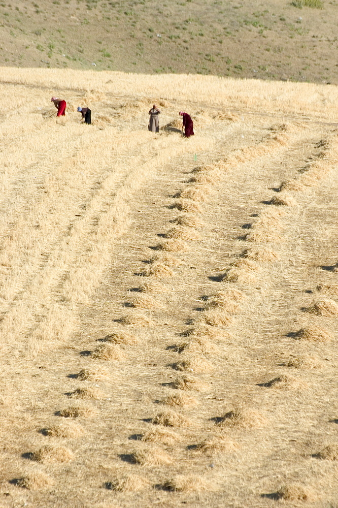 Workers harvesting field, Apamea (Qalat at al-Mudiq), Syria, Middle East