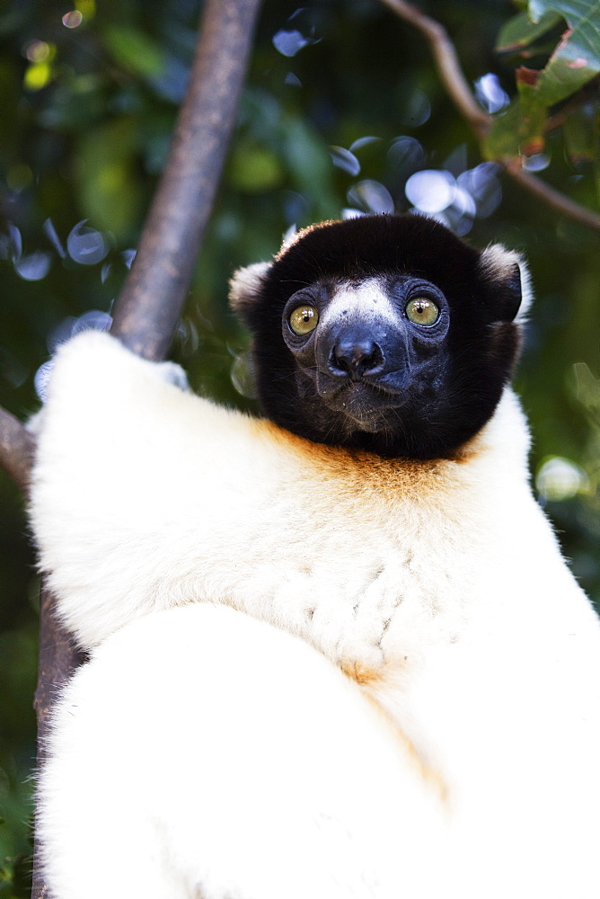 Crowned Verreaux's Sifaka (propithecus verreauxi coronatus), Nosy Iranja, northern area, Madagascar, Africa