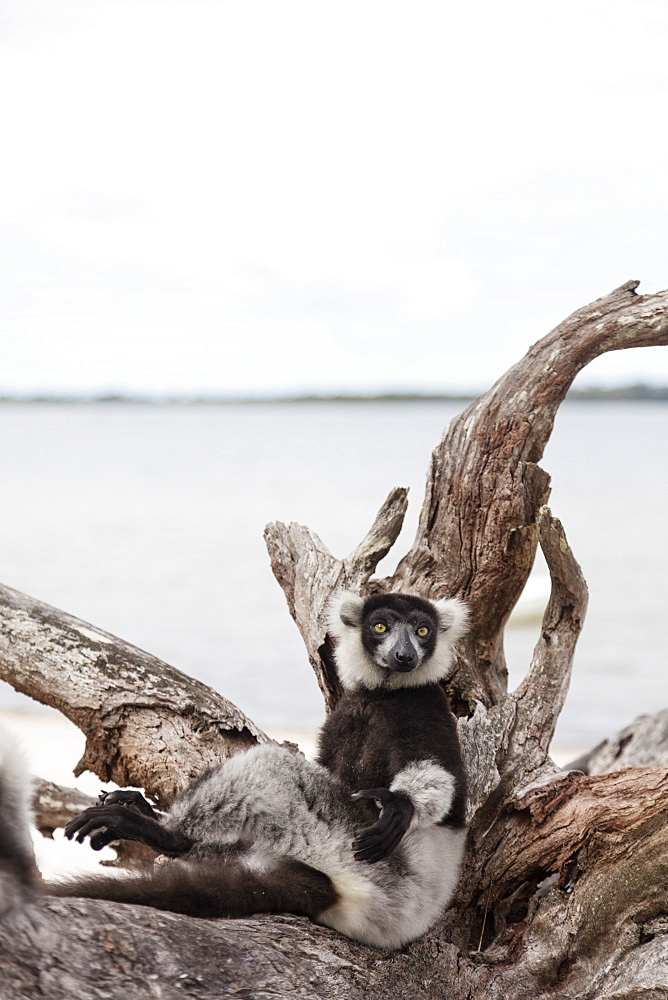 Black-and-white ruffed lemur (Varecia variegata), Lake Ampitabe, Pangalanes Lakes, Tamatave, Madagascar, Africa