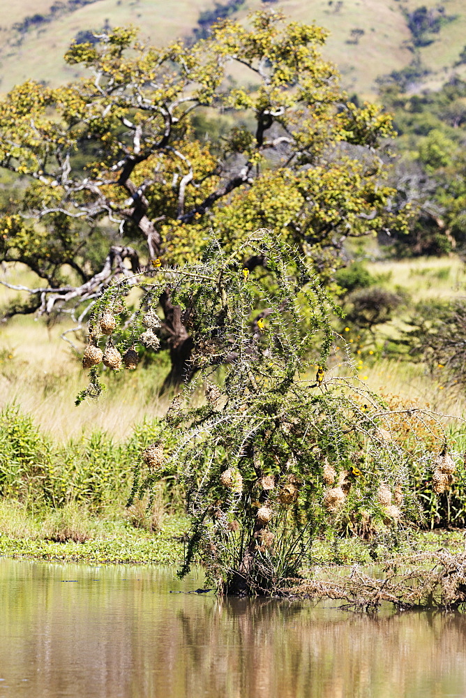 Weaver birds nests, Akagera National Park, Kigali, Rwanda, Africa