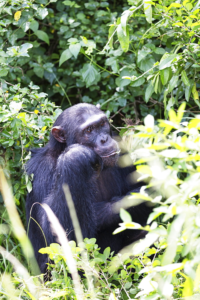 Common Chimpanzee (Pan troglodytes), Kyambura Gorge, Queen Elizabeth National Park, Uganda, Africa