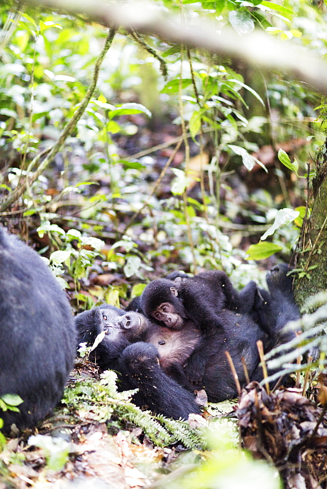 Gorillas, Rushegura Group, baby gorilla (Gorilla gorilla beringei), Bwindi Impenetrable Forest National Park, UNESCO World Heritage Site, Buhoma, Uganda, Africa