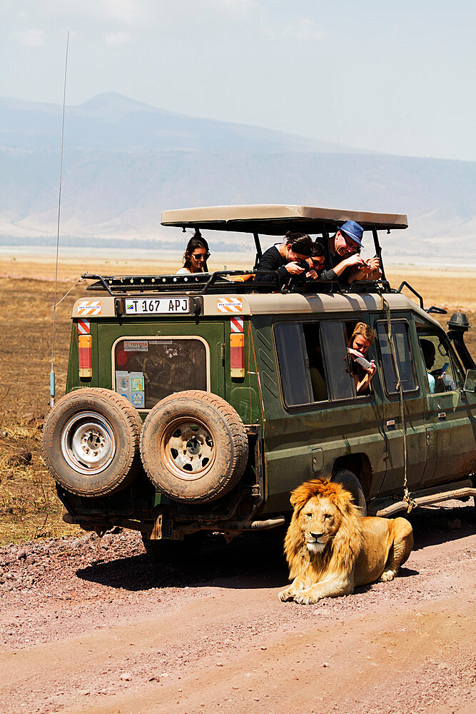 Tourists on a game drive watching a lion (Panthera Leo), Ngorongoro Crater Conservation Area, UNESCO World Heritage Site, Tanzania, East Africa, Africa