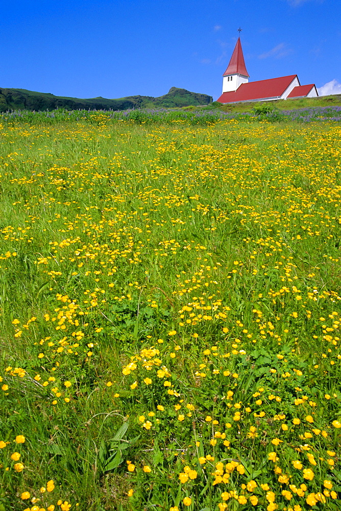 Church and wild flowers, Vik, Iceland