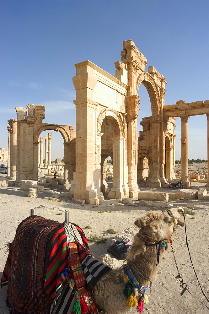 Tourist camel ride, monumental arch, archaelogical ruins, Palmyra, UNESCO World Heritage Site, Syria, Middle East