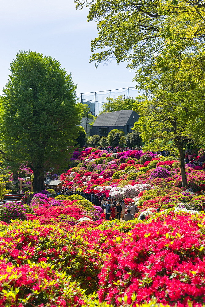 Azaleas (Rhododendron) (Ericaceae family), Nezu Shrine, Tokyo, Japan, Asia