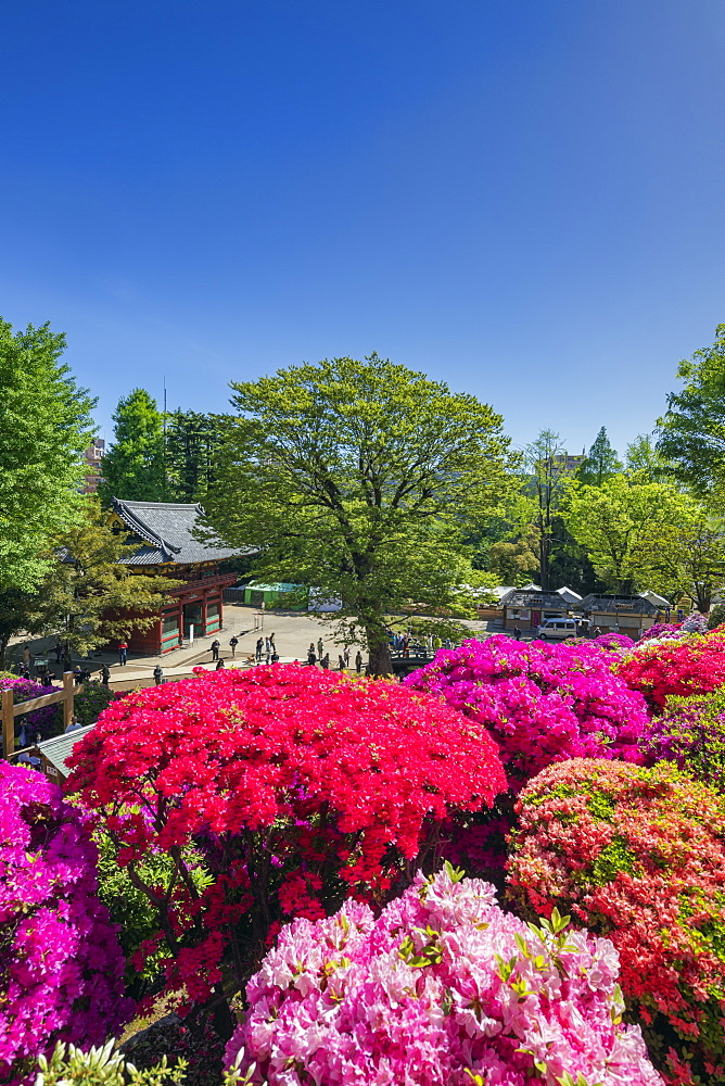 Azaleas (Rhododendron) (Ericaceae family), Nezu Shrine, Tokyo, Japan, Asia