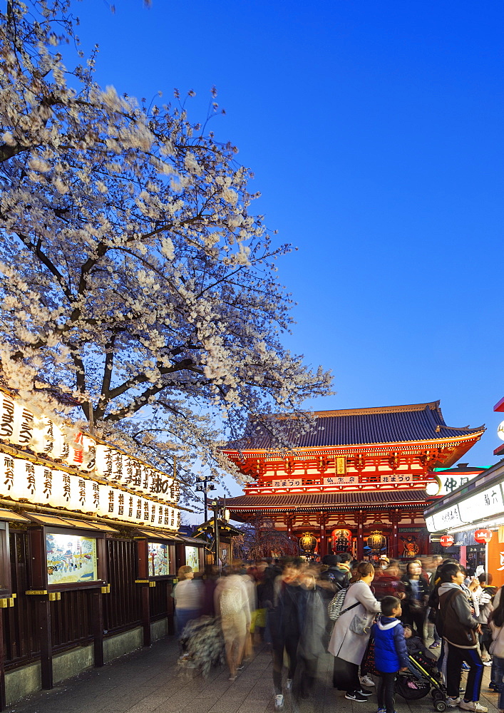 Spring cherry blossoms, Sensoji temple, Asakusa, Tokyo, Japan, Asia