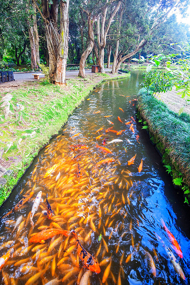 Byodo-in Japanese temple, Oahu Island, Hawaii, United States of America, North America