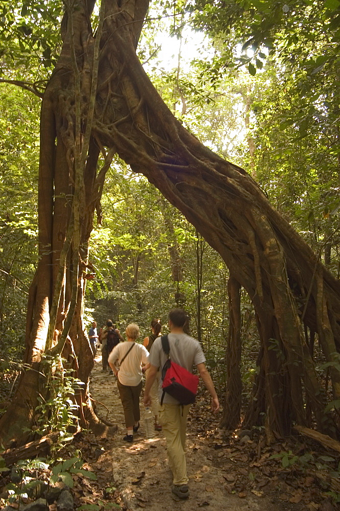 Tree roots, Cat Ba Island hiking trails, Halong Bay, Cat Ba National Park, northern Vietnam, Southeast Asia, Asia