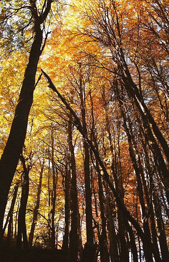 Trees in autumn, Bariloche, Argentina, South America