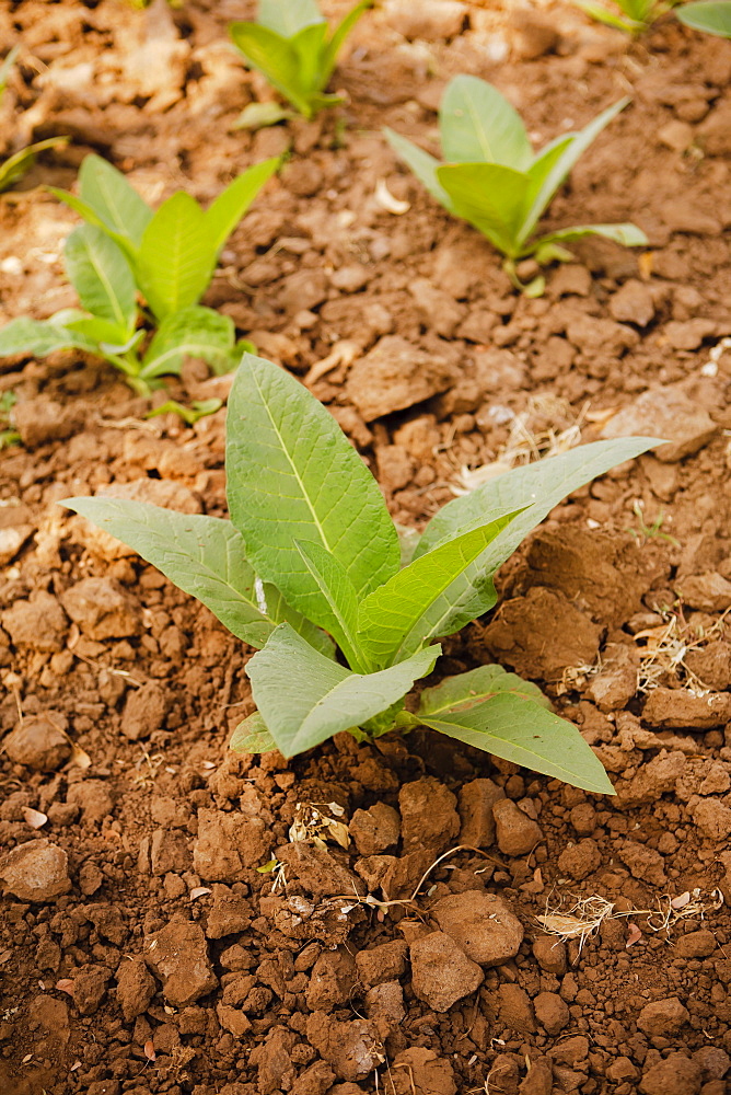 Young tobacco (Nicotiana) plants, Gujarat, India, Asia