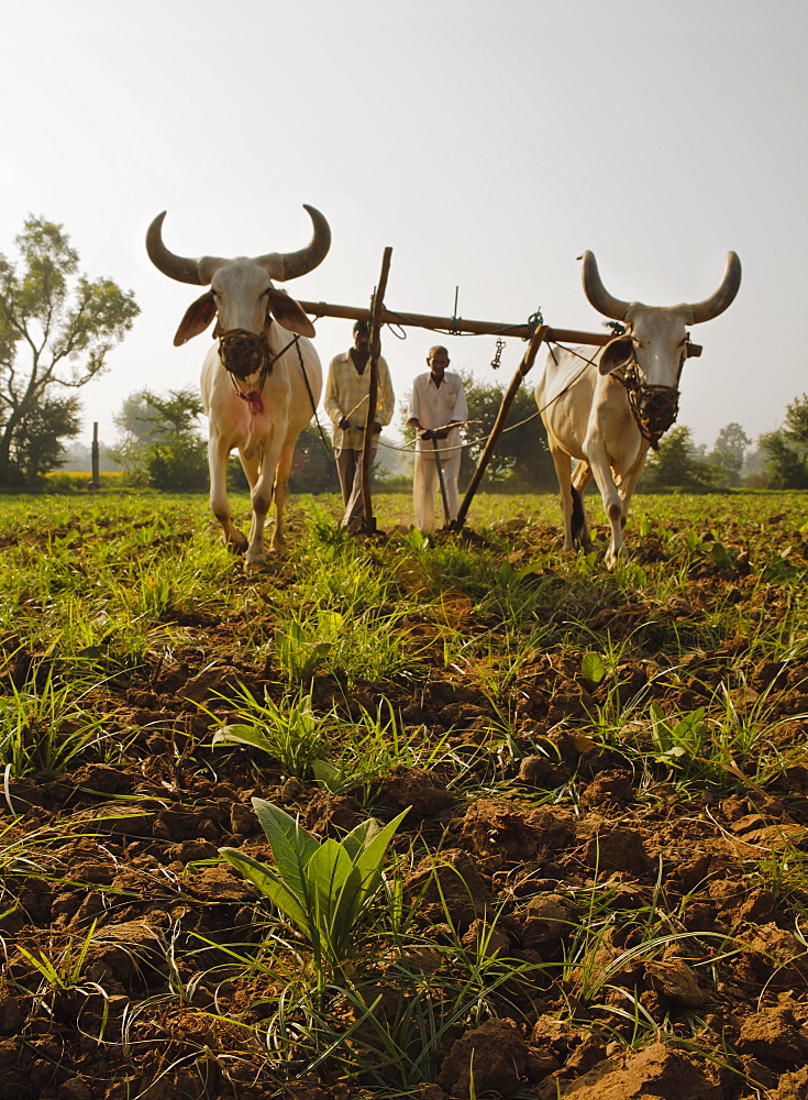 Young tobacco (Nicotiana) plants with traditional plough and cattle (Ankole-Watus), Gujarat, India, Asia