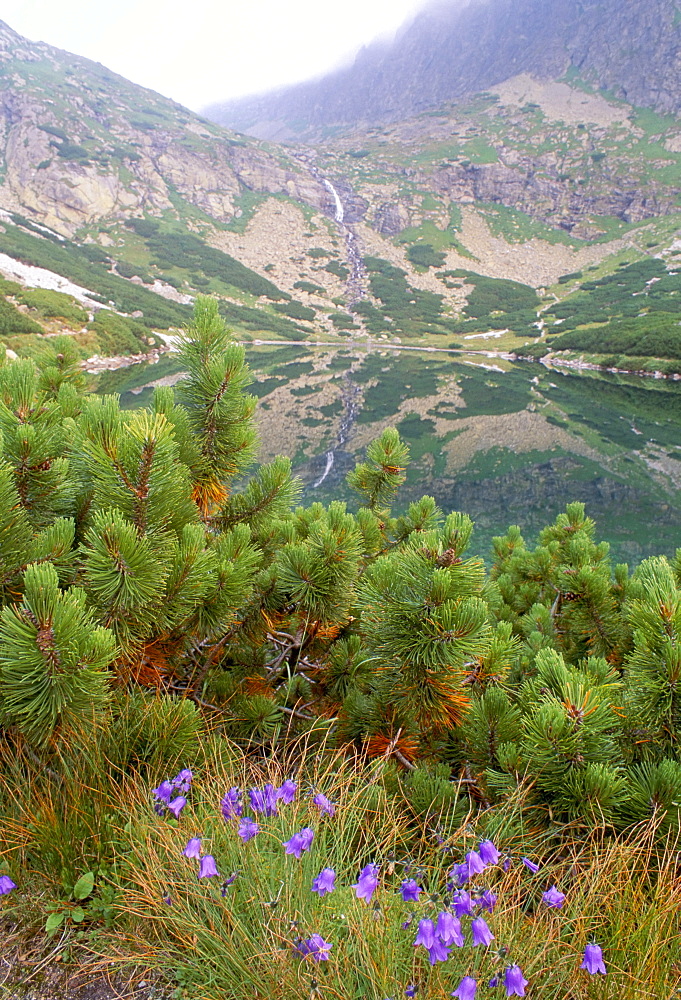 Campanula patula wild flower, mountain pine and Velicke pleso (lake), Vysoke Tatry mountains, Vysoke Tatry, Slovakia, Europe