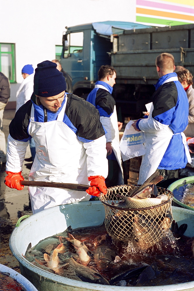 Vendor fishing out live carp from large tub on the street for Christmas Eve, a tradition dating back hundreds of years, Prague, Czech Repubic, Europe