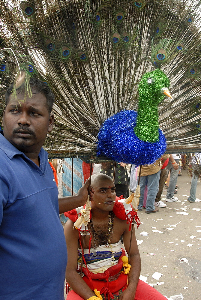 Pilgrims during the Hindu Thaipusam Festival at Sri Subramaniyar Swami Temple, the seated kavadi (carrier) is in a trance with a needle through his tongue, and carrying a vel kavadi, decorated with peacock feathers, attached by spikes that pierce his skin, Selangor, Malaysia, Southeast Asia, Asia