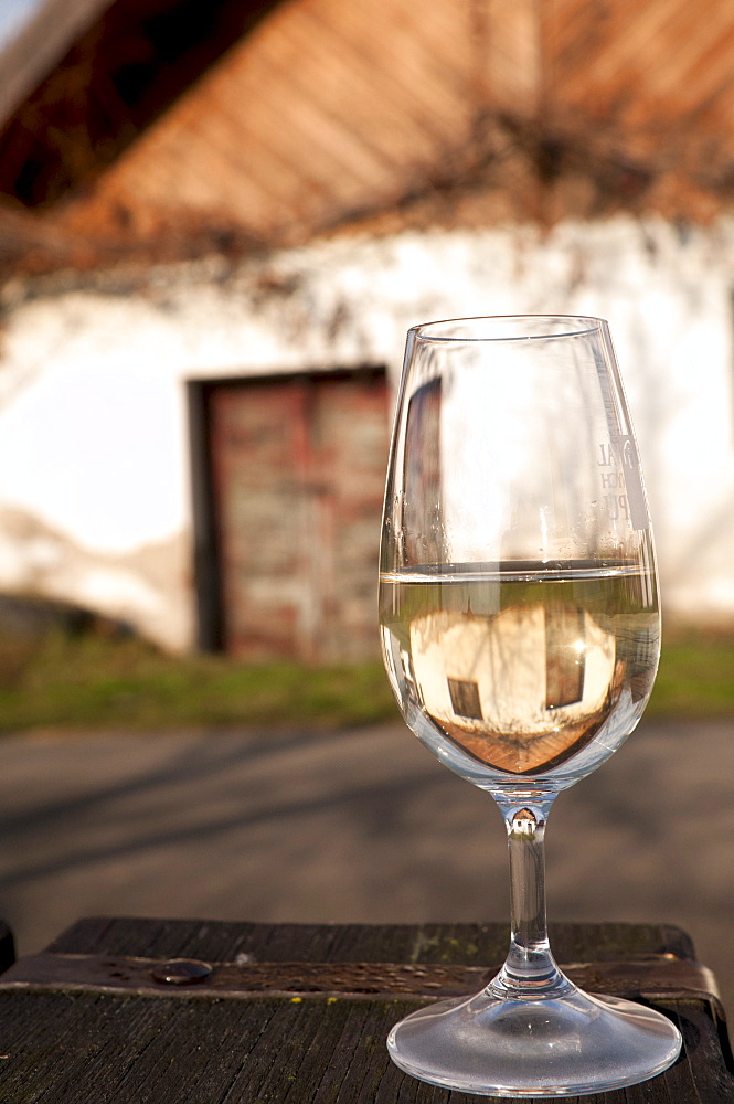 Glass of white wine (Riesling) at wine cellar, village of Vlkos, Brnensko, Czech Republic, Europe