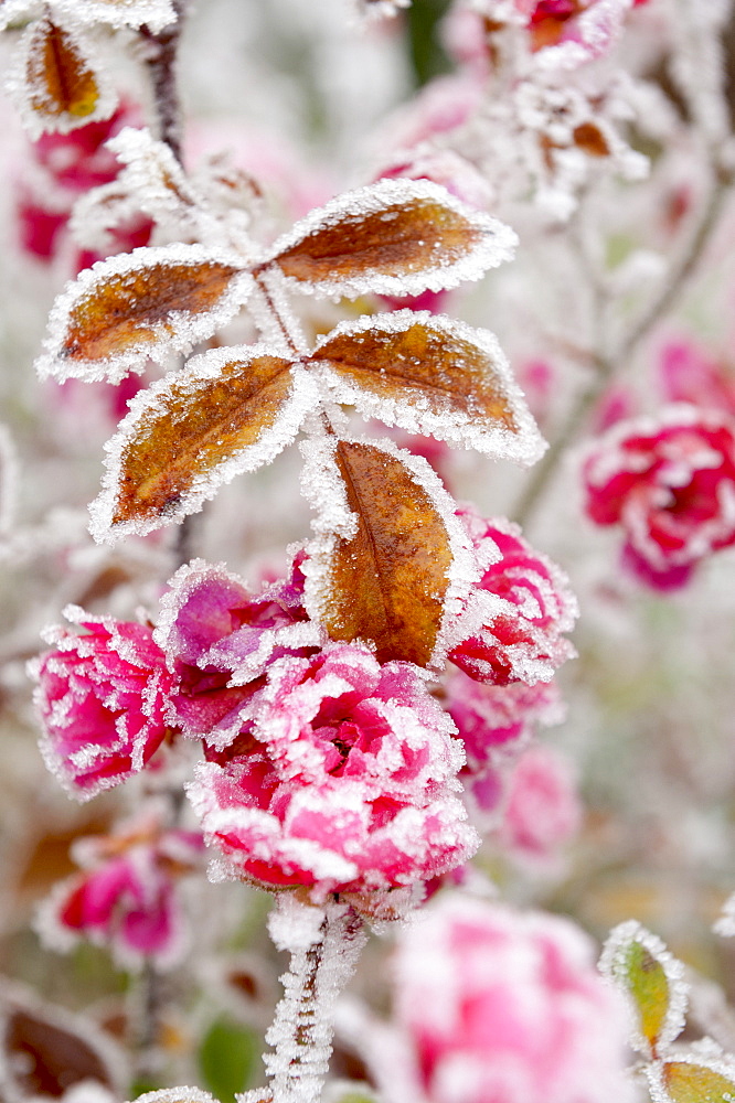 Frost-covered flowers and leaves, town of Cakovice, Prague, Czech Republic, Europe