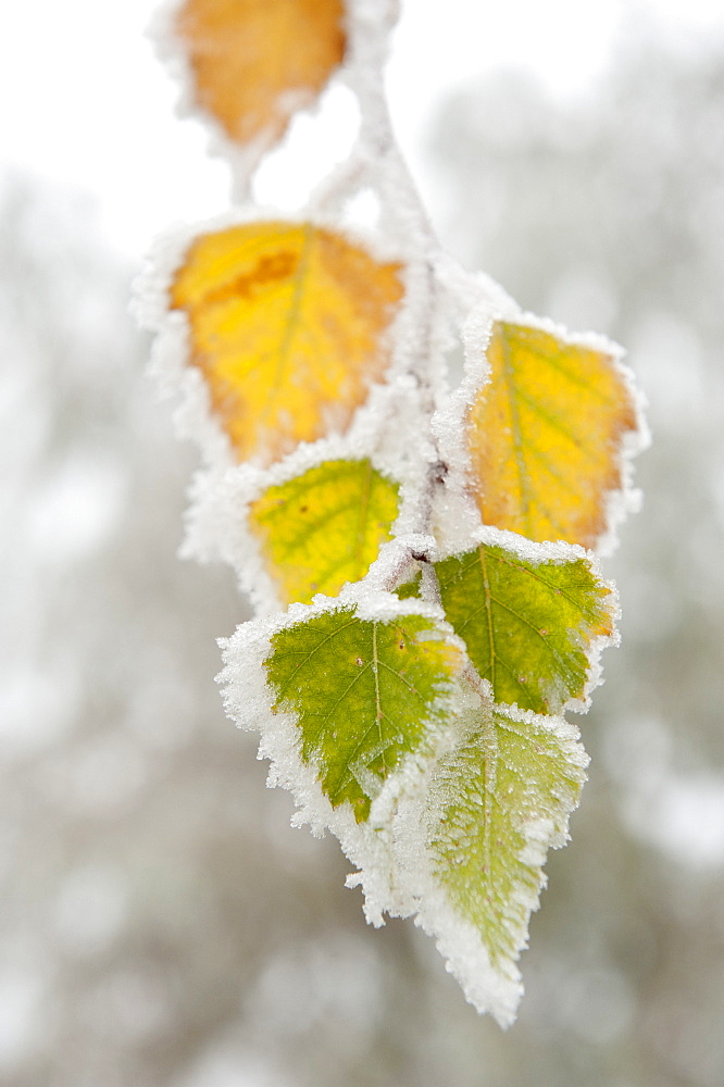 Frost-covered birch leaves, town of Cakovice, Prague, Czech Republic, Europe