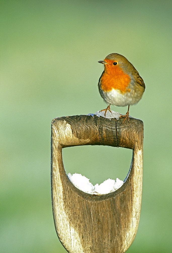 Robin (Erithacus rubecula), on gardener's fork handle in winter, Kent, England, United Kingdom, Europe