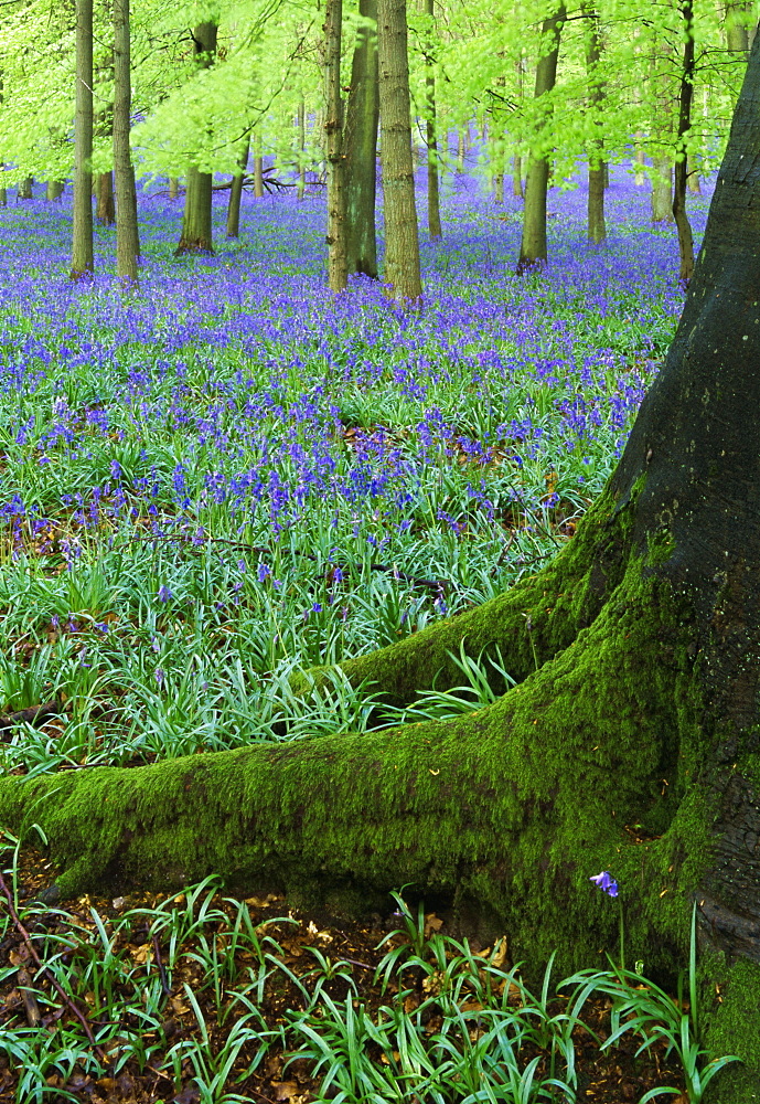 Bluebells in beech woodland, Buckinghamshire, England, UK, Europe