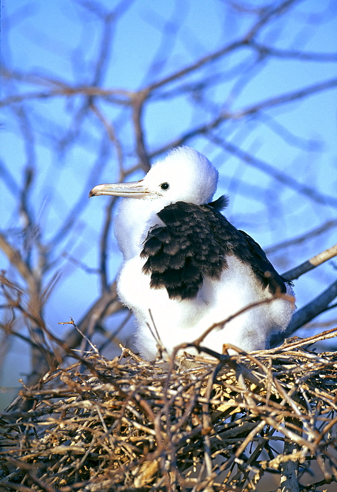 Magnificent frigatebird (Fregata magnificens) chick in nest, Galapagos Islands, Ecuador, South America