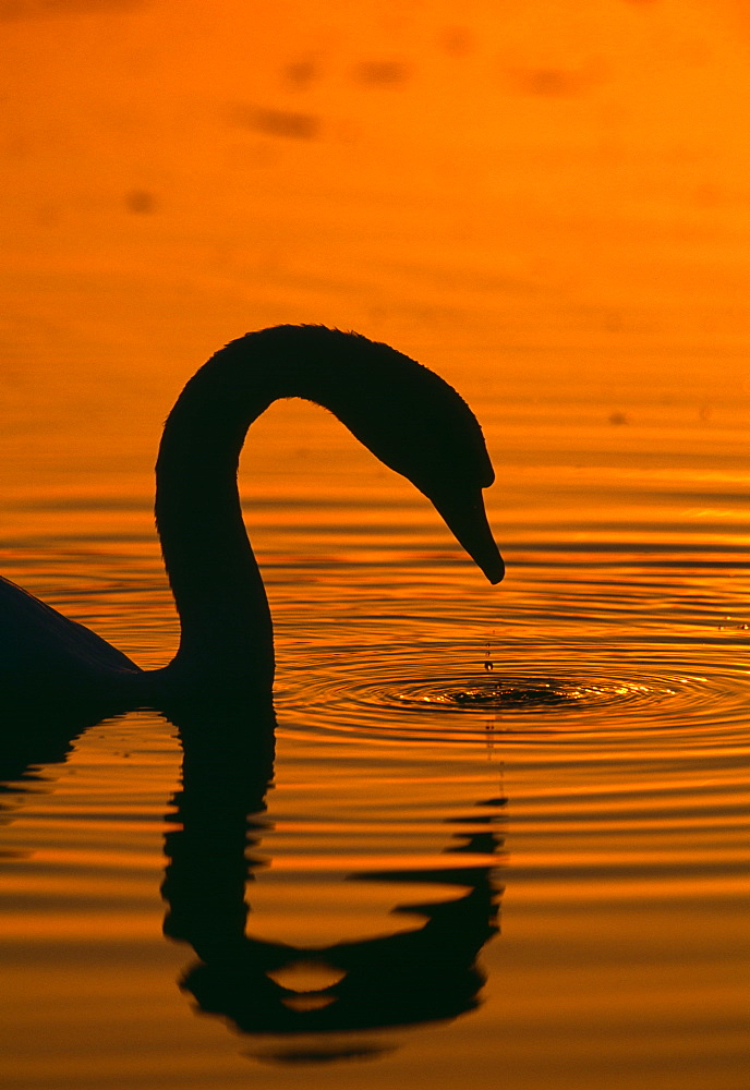 Mute swan (Cygnus olor) in autumn, United Kingdom, Europe