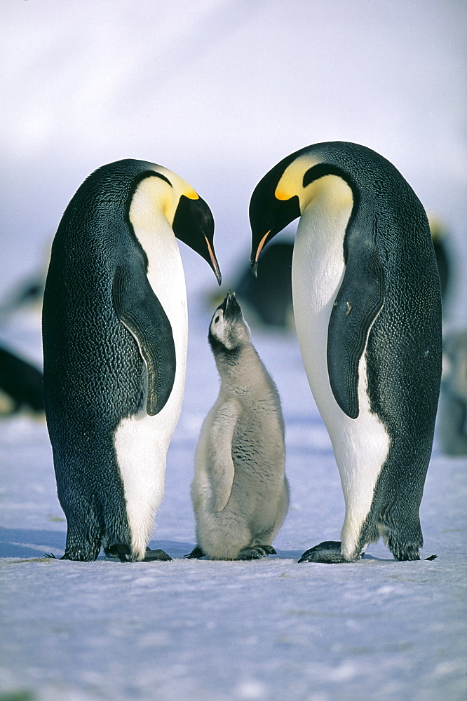 Family of emperor penguins (Aptenodytes forsteri), Weddell Sea, Antarctica, Polar Regions