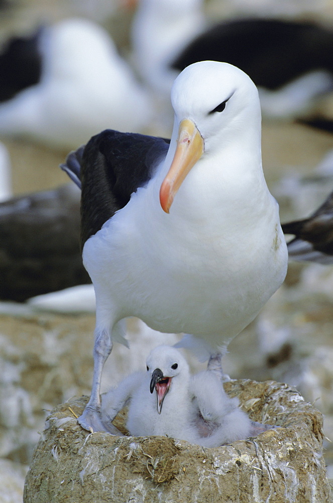 Black-browed albatross (Thalassarche melanophrys) adult at nest with chick, Steeple Jason Island, Falkland Islands, South Atlantic, South America