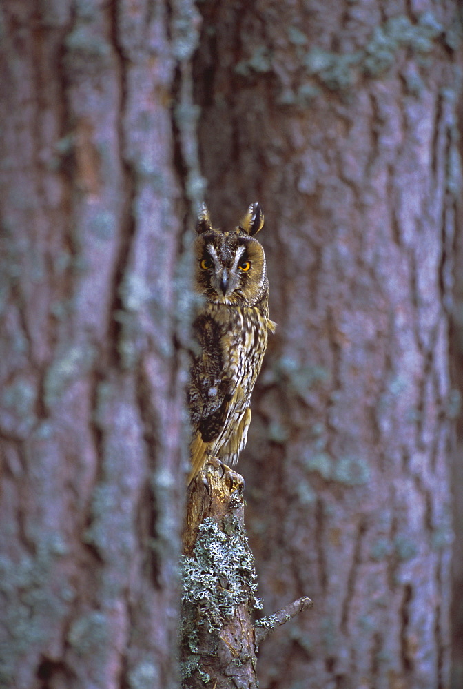 Long eared owl (Asio otus) in winter, Scotland, UK, Europe