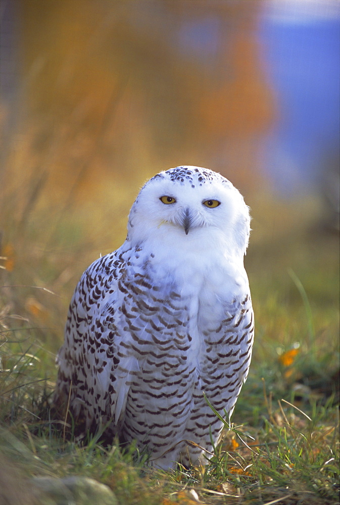 Snowy owl, Alaska, USA, North America