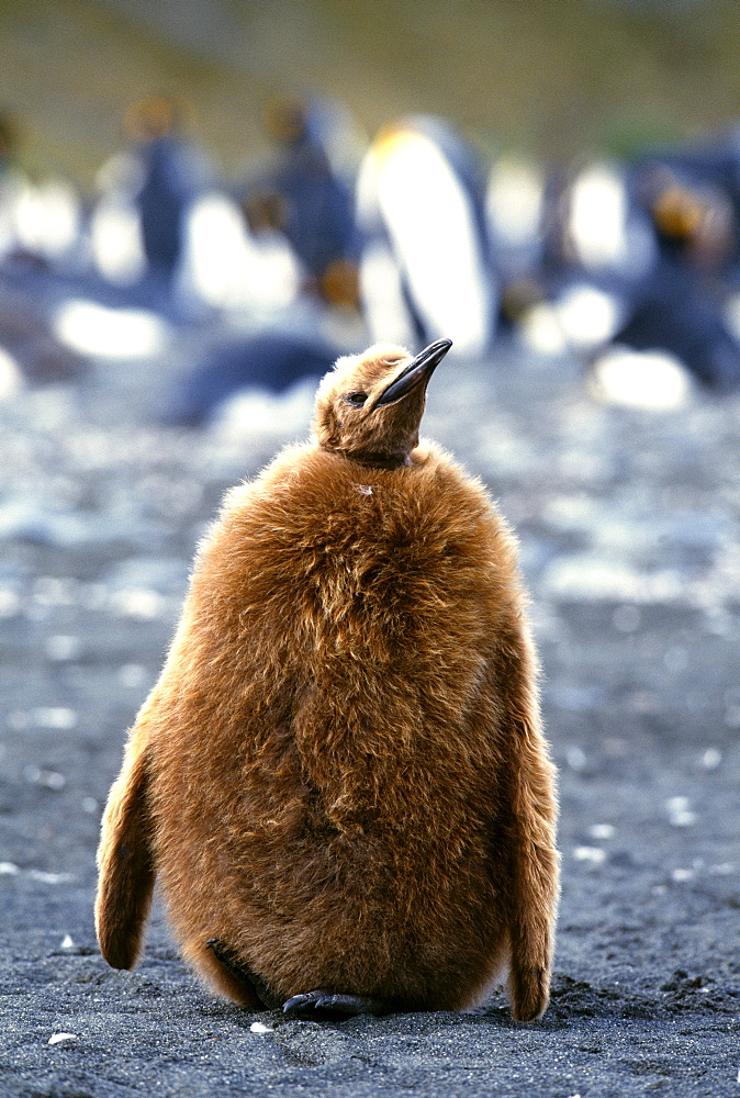 King penguin (Aptenodytes patagonicus), chick on beach, Gold Harbour, South Georgia, South America