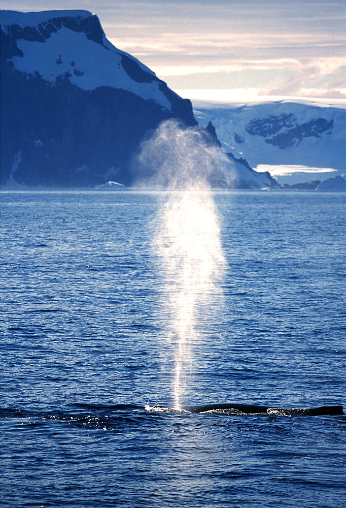 Humpback whale exhaling, Antarctic Peninsula, Antarctica, Polar Regions