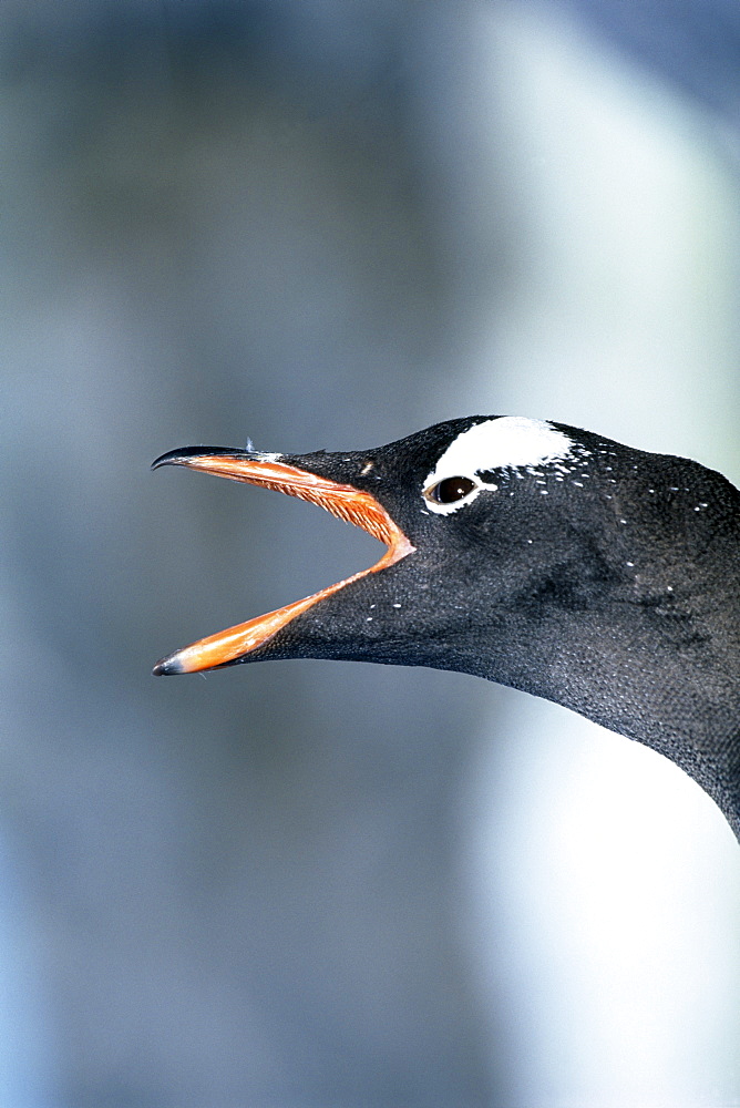 Gentoo penguin (Pygoscelis papua) calling, Port Lockroy, Antarctica, Polar Regions