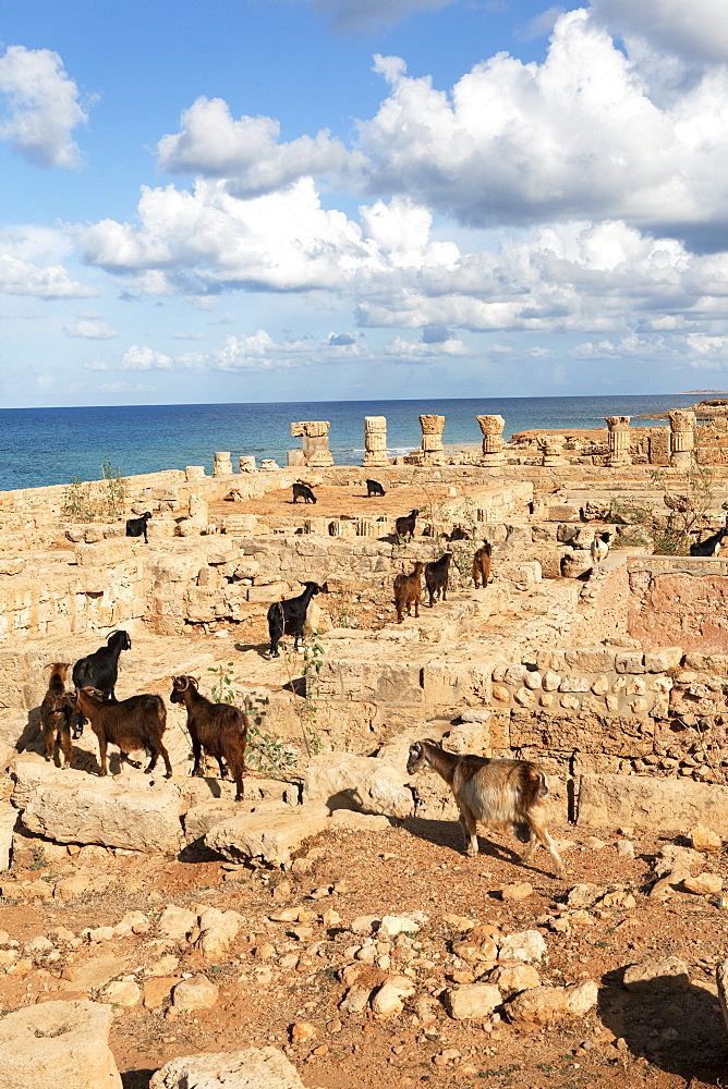 Goats going into the bath house ruins, Apollonia, Libya, North Africa, Africa 