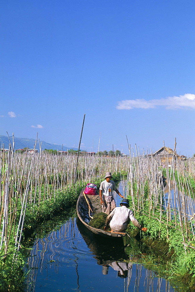 Tomato floating fields, Inle Lake, Shan State, Myanmar (Burma), Asia