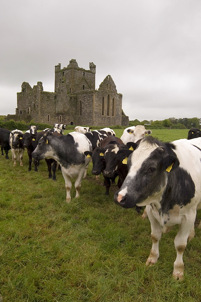 Dunbrody Abbey, Dumbrody, County Wexford, Leinster, Republic of Ireland (Eire), Europe