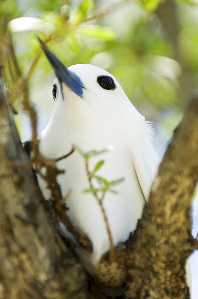 White tern, Bird Island, Tikehau, Tuamotu Archipelago, French Polynesia, Pacific Islands, Pacific