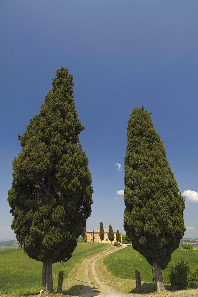 Countryside near Pienza, Val d'Orcia, Siena province, Tuscany, Italy, Europe