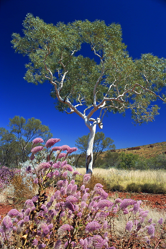 Mulla mulla wildflowers and eucalyptus tree, Karijini National Park, Pilbara, Western Australia, Australia, Pacific