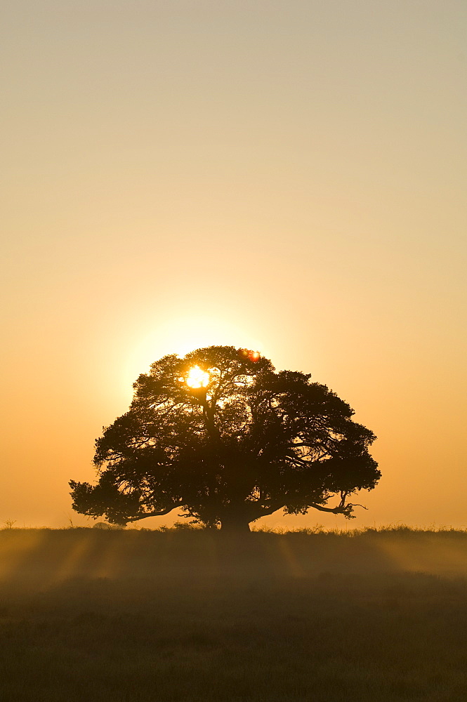 Sunrise, Busanga Plains, Kafue National Park, Zambia, Africa