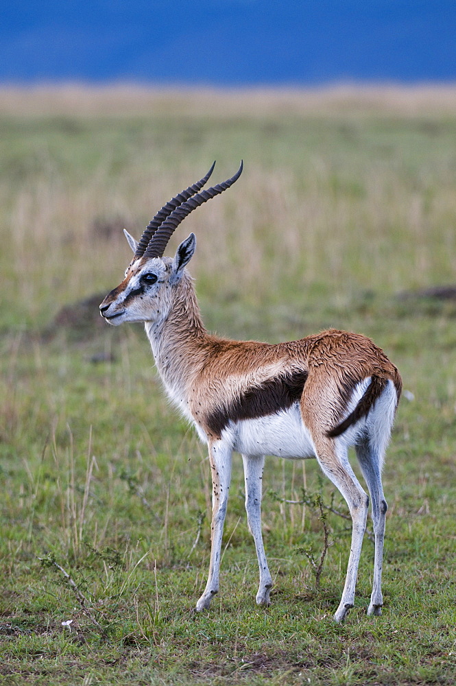 Thomson gazelle (Gazella thomsoni), Masai Mara National Reserve, Kenya, East Africa, Africa