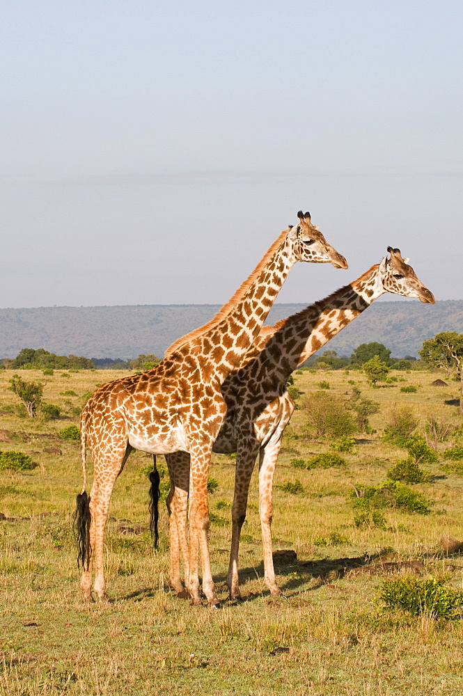 Masai giraffe (Giraffa camelopardalis), Masai Mara National Reserve, Kenya, East Africa, Africa