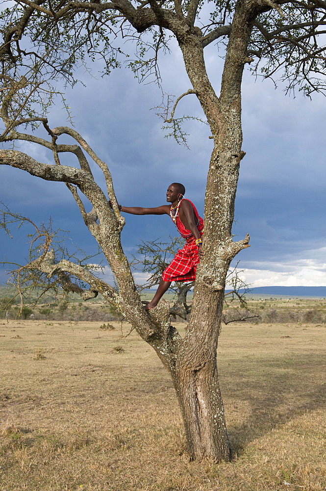 Masai searching for wildlife, Masai Mara, Kenya, East Africa, Africa