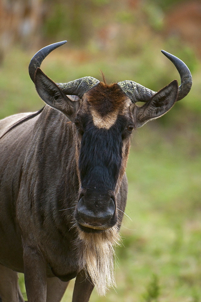 Wildebeest (Connochaetes taurinus), Masai Mara, Kenya, East Africa, Africa