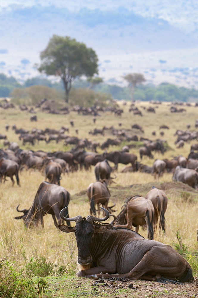 Wildebeest (Connochaetes taurinus), Masai Mara, Kenya, East Africa, Africa