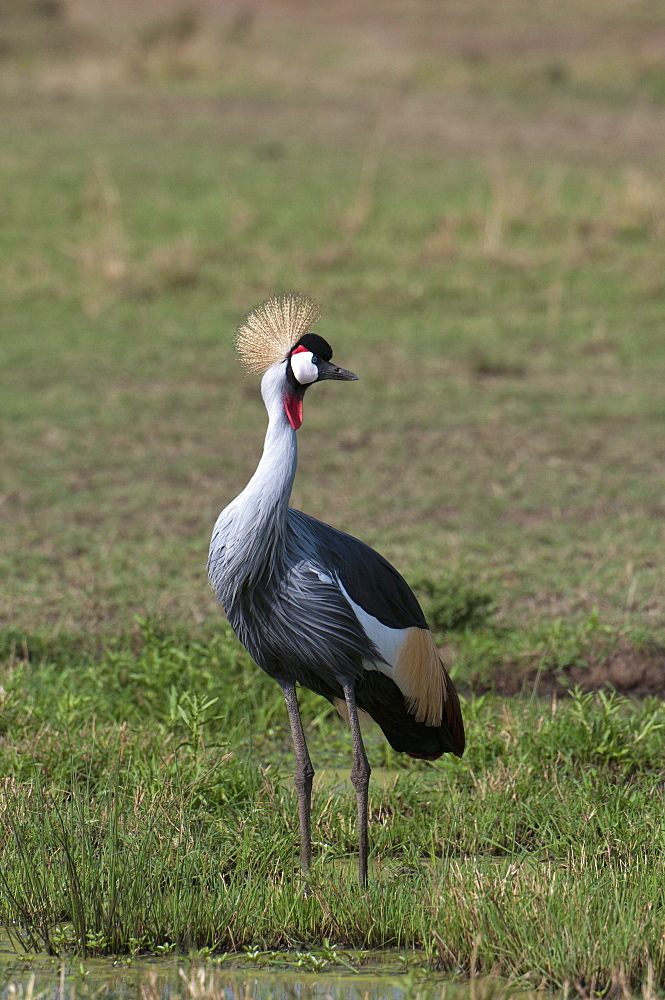 Grey-crowned crane (Balearica regulorum), Masai Mara, Kenya, East Africa, Africa