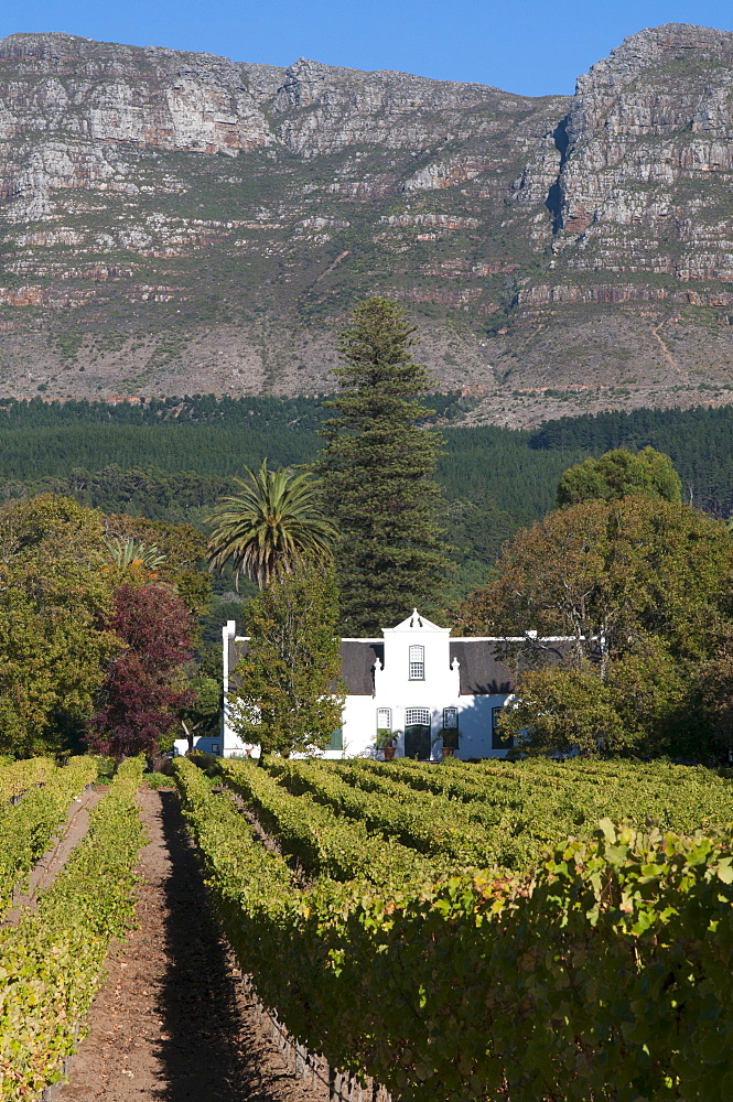 Buitenverwachting Wine Farm, Constantia, Cape Province, South Africa, Africa