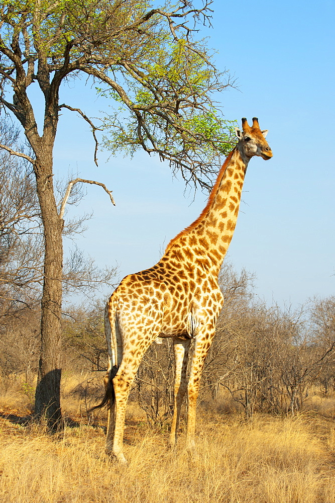 Giraffe (Giraffa camelopardalis), Kapama Game Reserve, South Africa, Africa